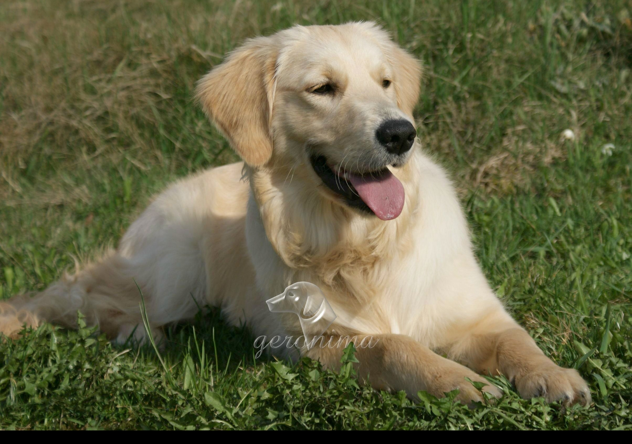 Tapeta golden_retriever___lezici