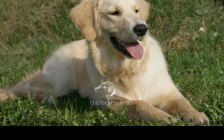 Tapeta golden_retriever___lezici