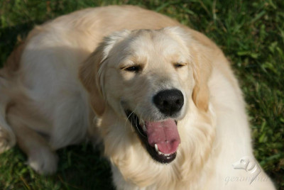 Tapeta: Golden Retriever - le��c� 2