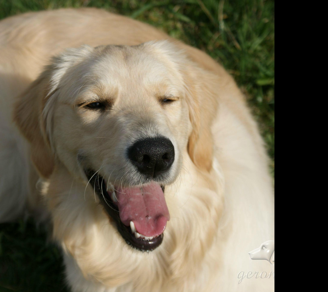 Tapeta golden_retriever___lezici_2