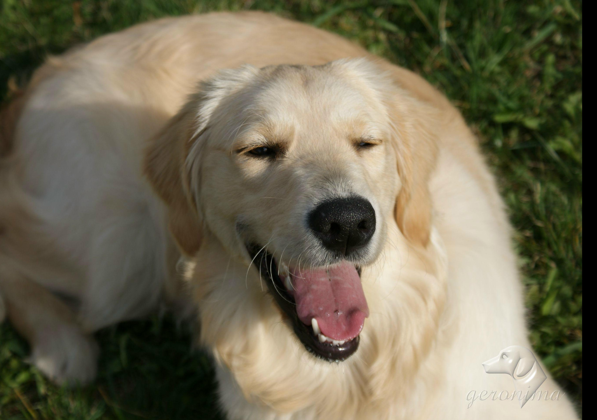 Tapeta golden_retriever___lezici_2