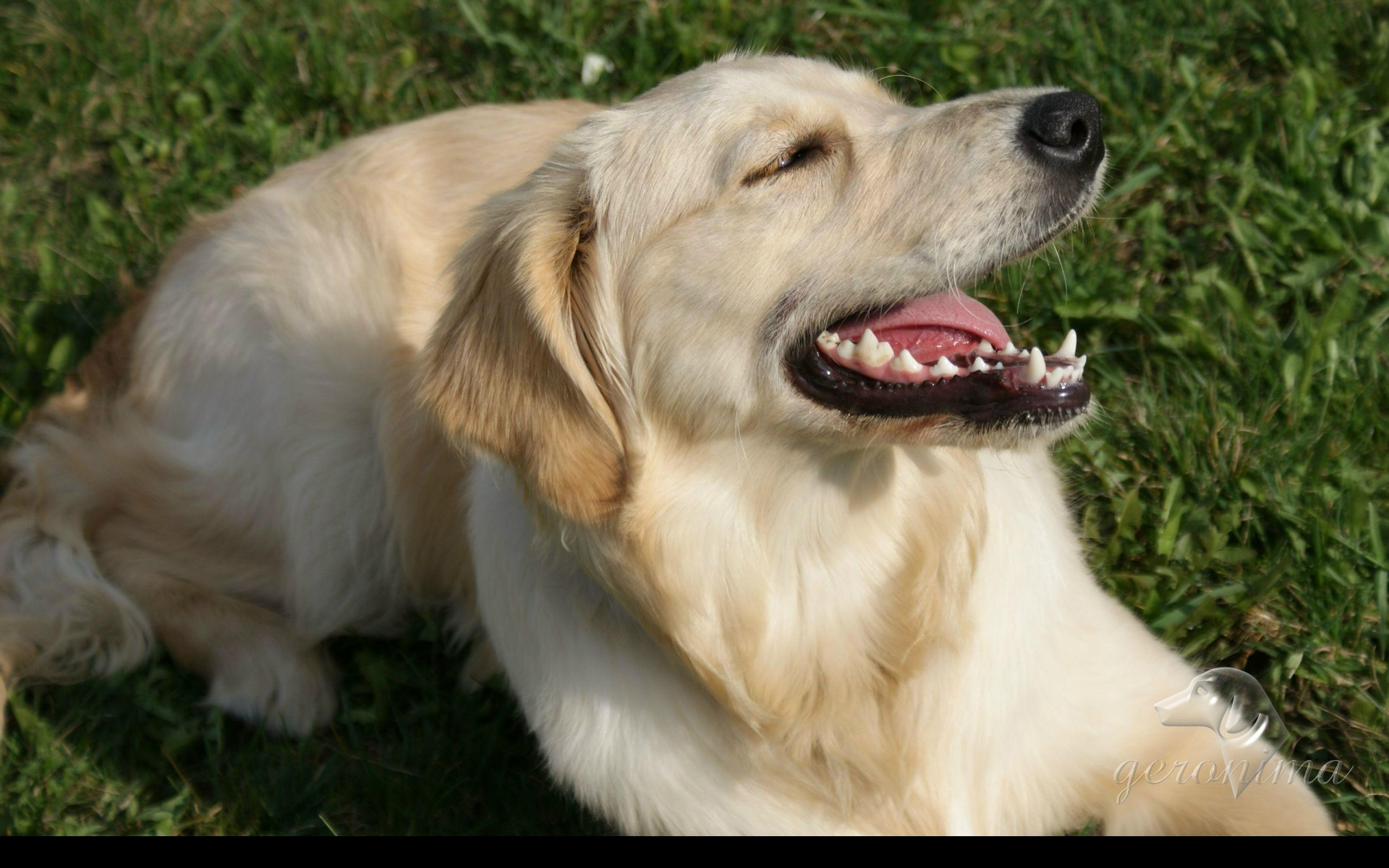 Tapeta golden_retriever___lezici_3