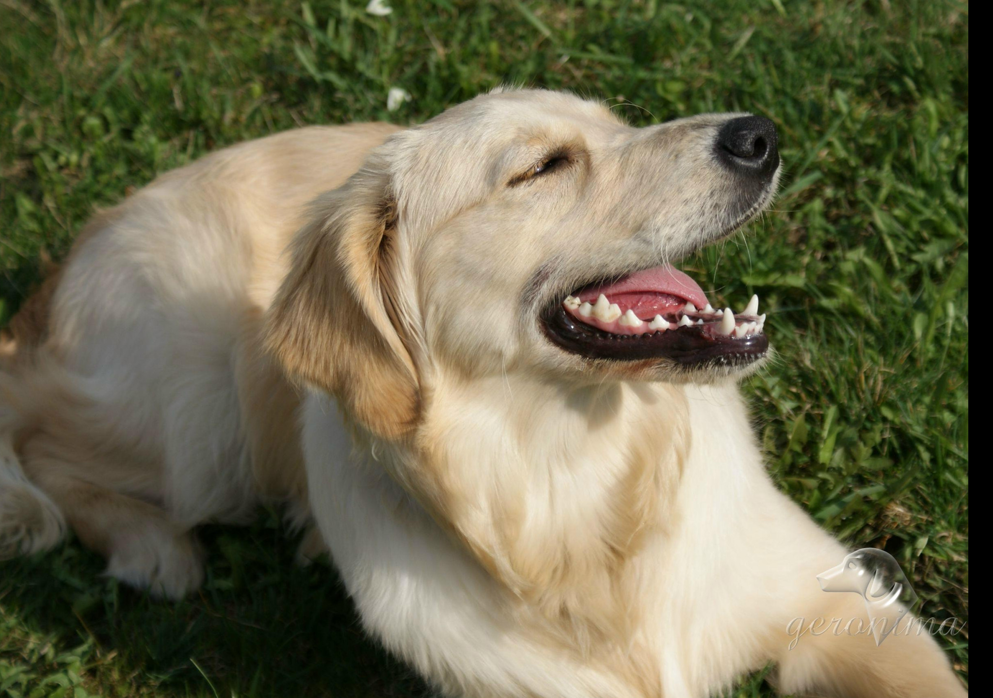 Tapeta golden_retriever___lezici_3