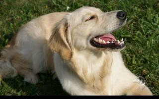 Tapeta golden_retriever___lezici_3