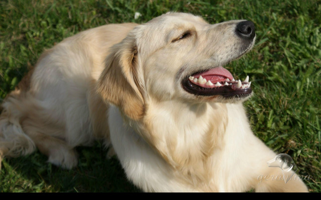 Tapeta golden_retriever___lezici_3