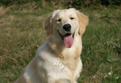 Tapeta: Golden Retriever - portrt