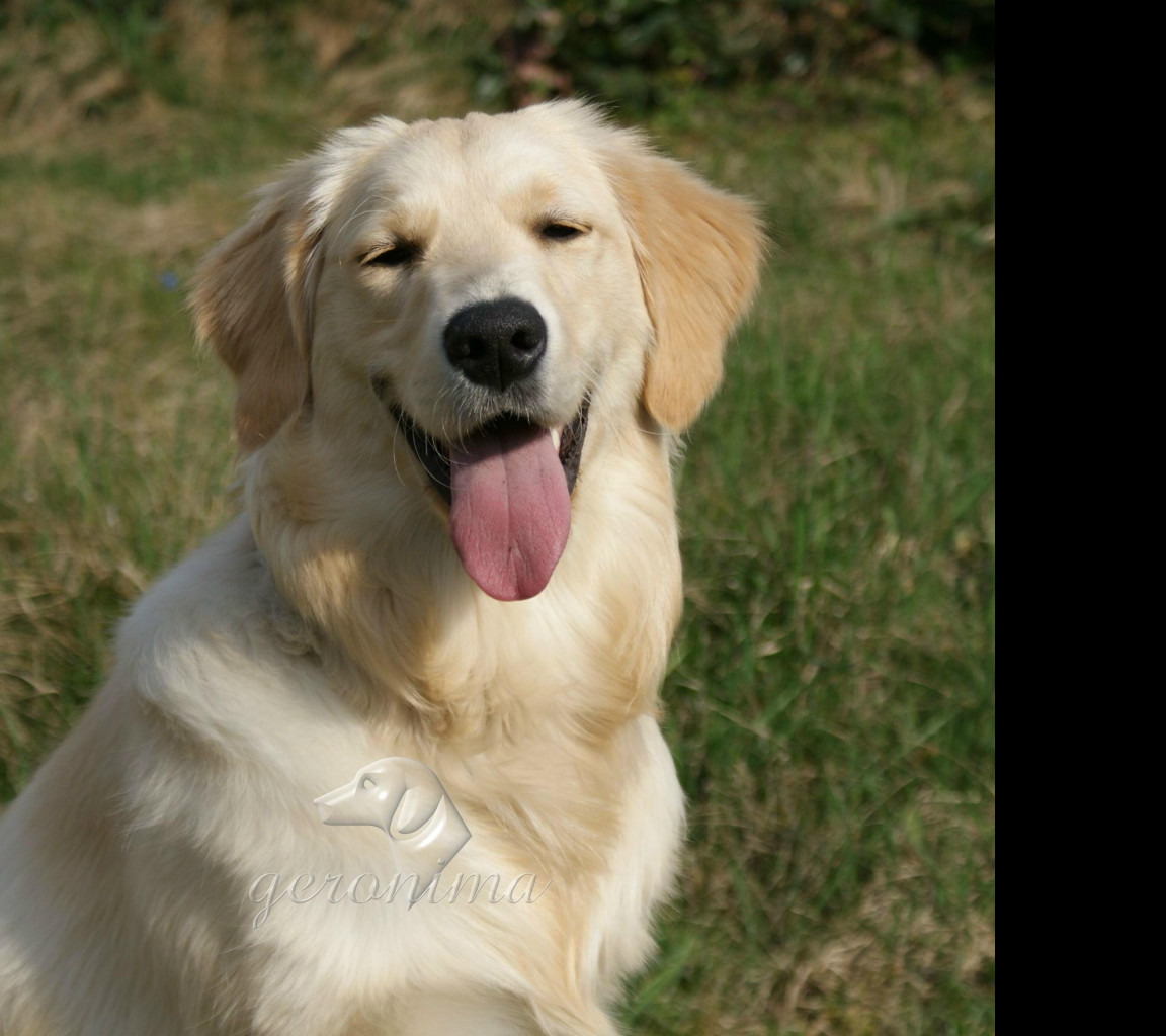 Tapeta golden_retriever___portret