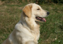 Tapeta Golden Retriever - profil