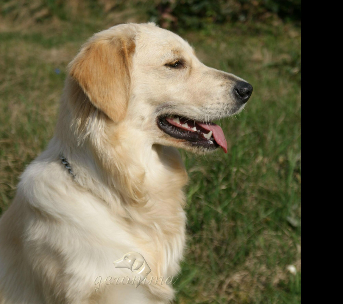 Tapeta golden_retriever___profil