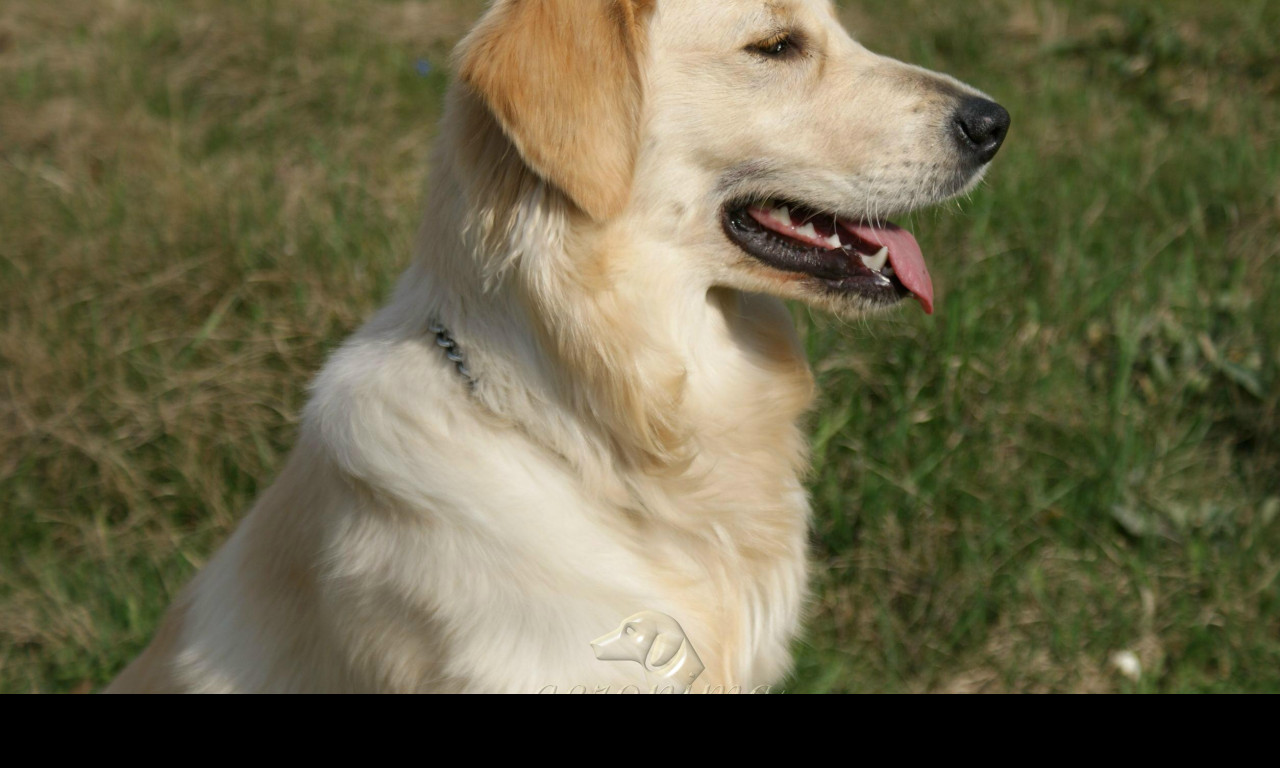 Tapeta golden_retriever___profil