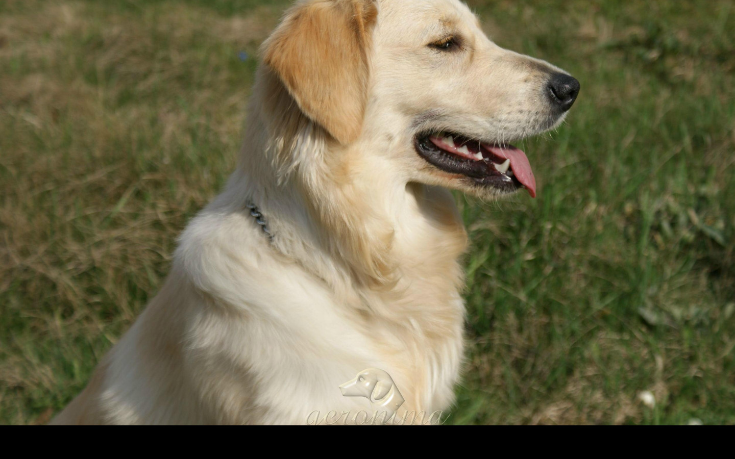 Tapeta golden_retriever___profil