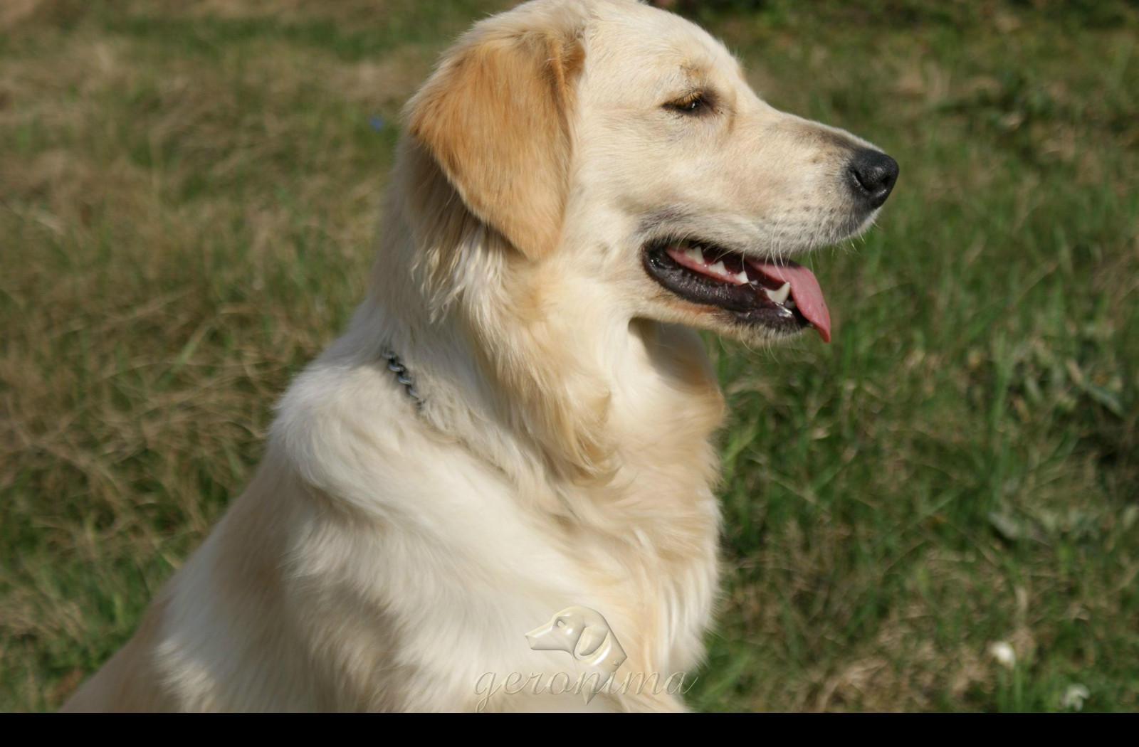 Tapeta golden_retriever___profil