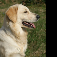 Tapeta golden_retriever___profil