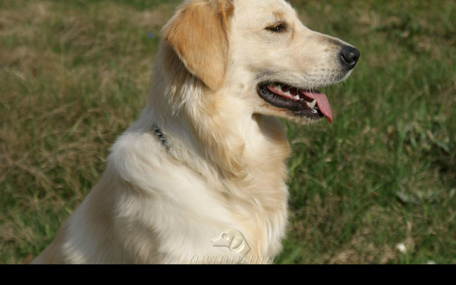 Tapeta golden_retriever___profil