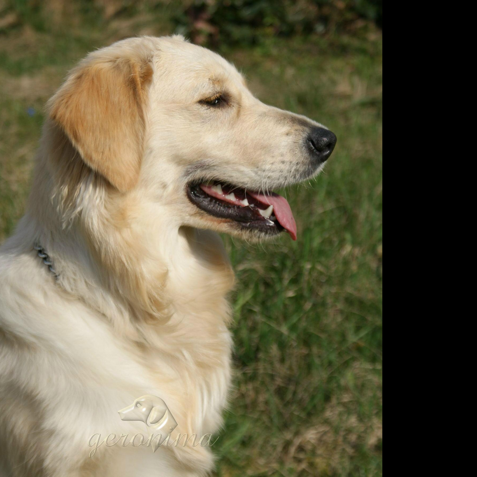 Tapeta golden_retriever___profil