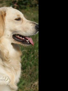 Tapeta golden_retriever___profil