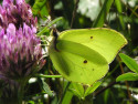 Tapeta Gonepteryx rhamni