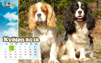Tapeta: Hafici.cz - kvten 2012