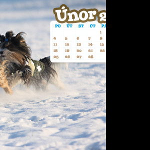 Tapeta hafici_cz___unor_2013