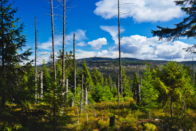 Tapeta: Harz 1