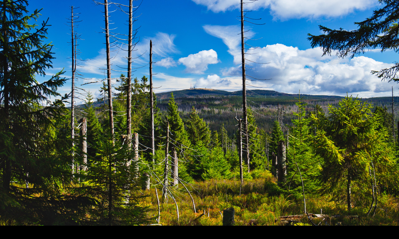 Tapeta harz_1