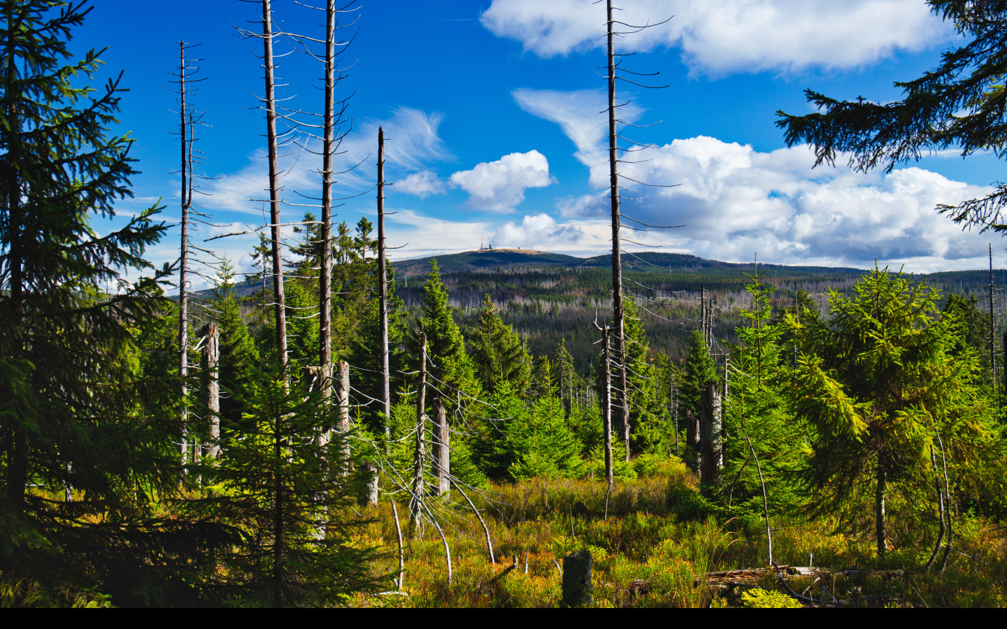 Tapeta harz_1