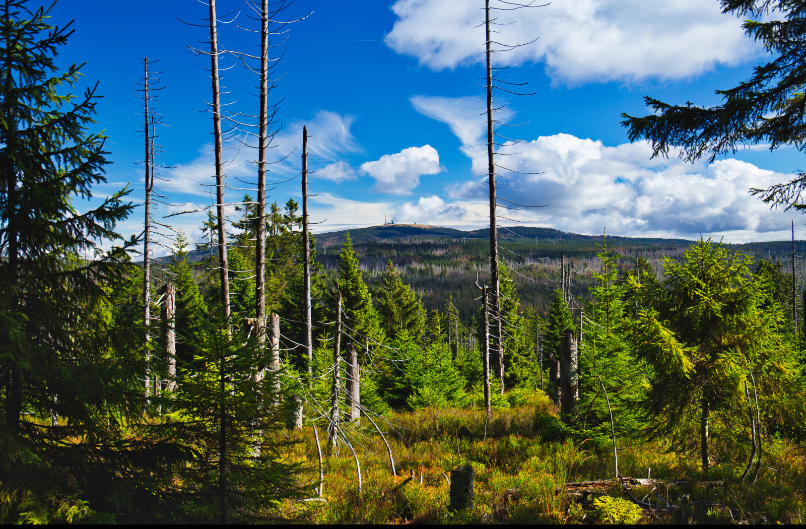 Tapeta harz_1