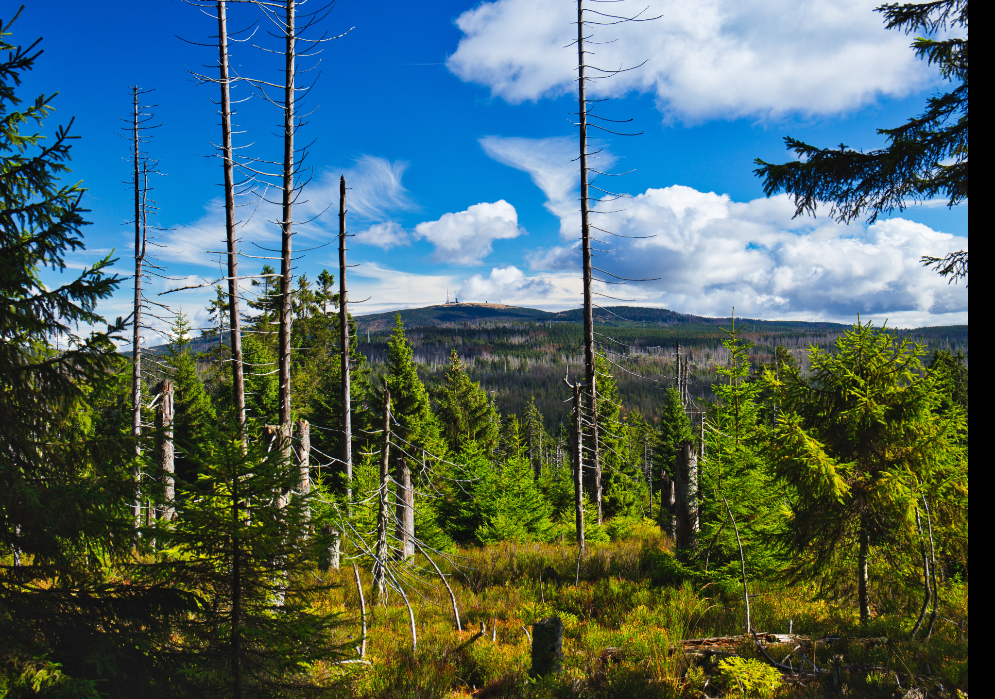 Tapeta harz_1