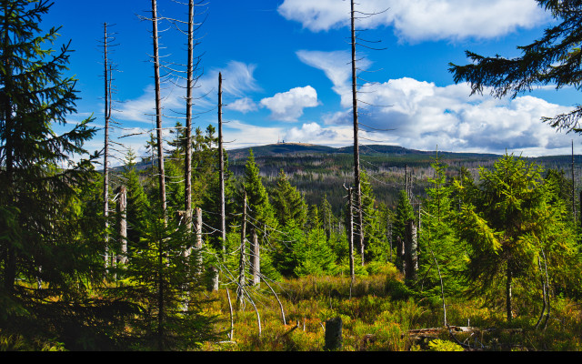 Tapeta harz_1