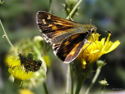 Tapeta: Hesperia comma