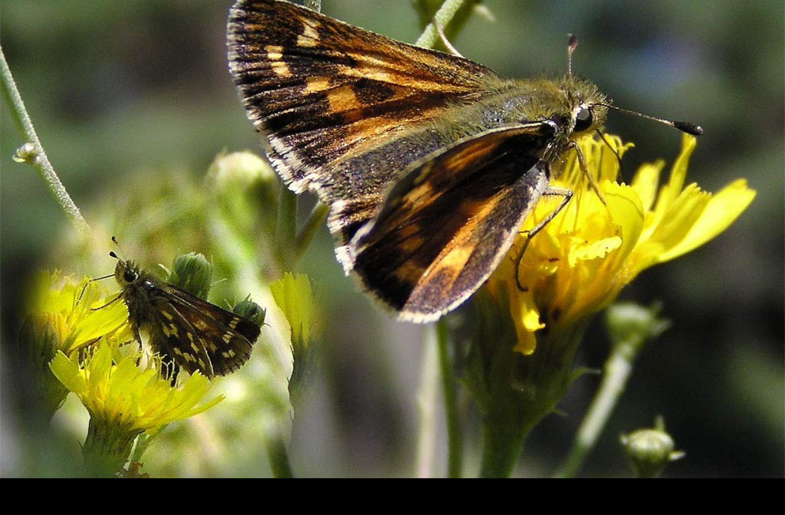 Tapeta hesperiacomma