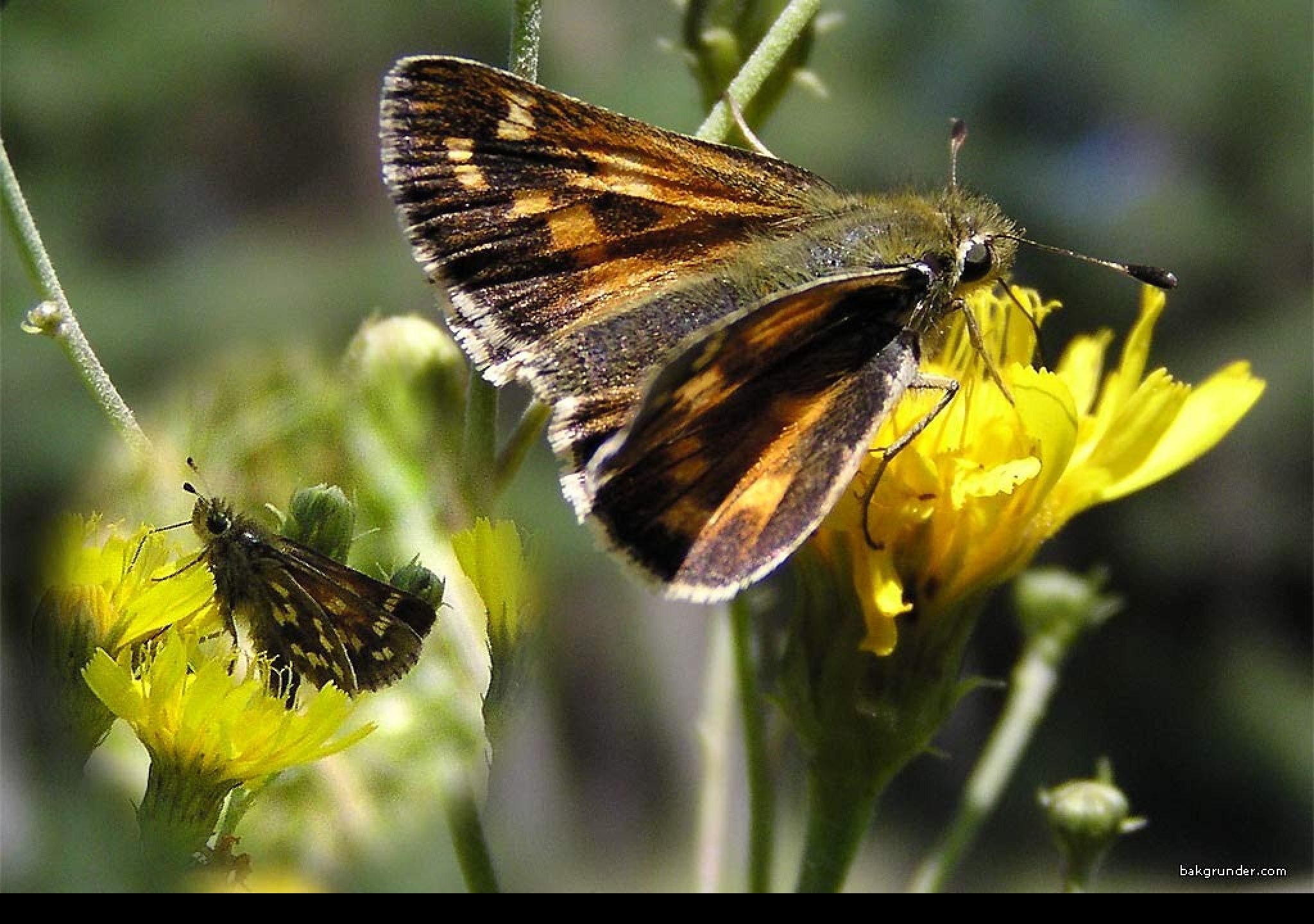 Tapeta hesperiacomma