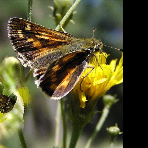 Tapeta hesperiacomma