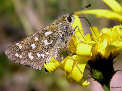 Tapeta: Hesperia commaa