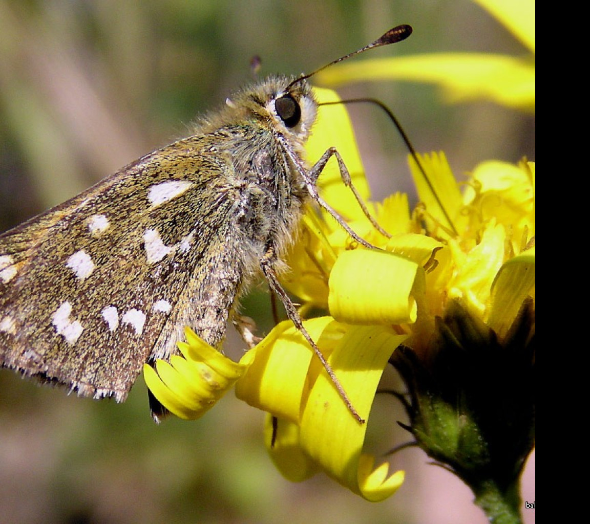 Tapeta hesperiacommaa