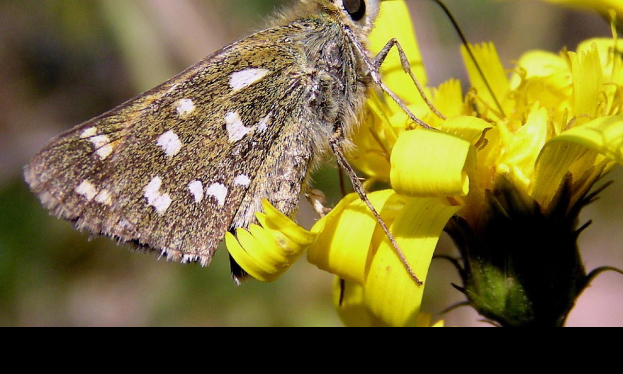 Tapeta hesperiacommaa