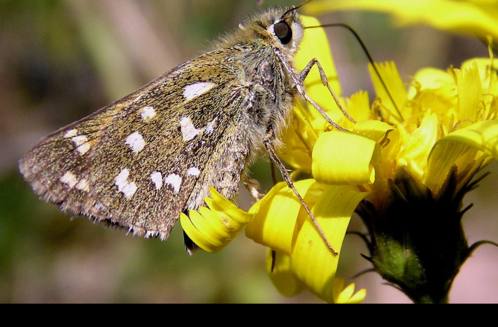 Tapeta hesperiacommaa