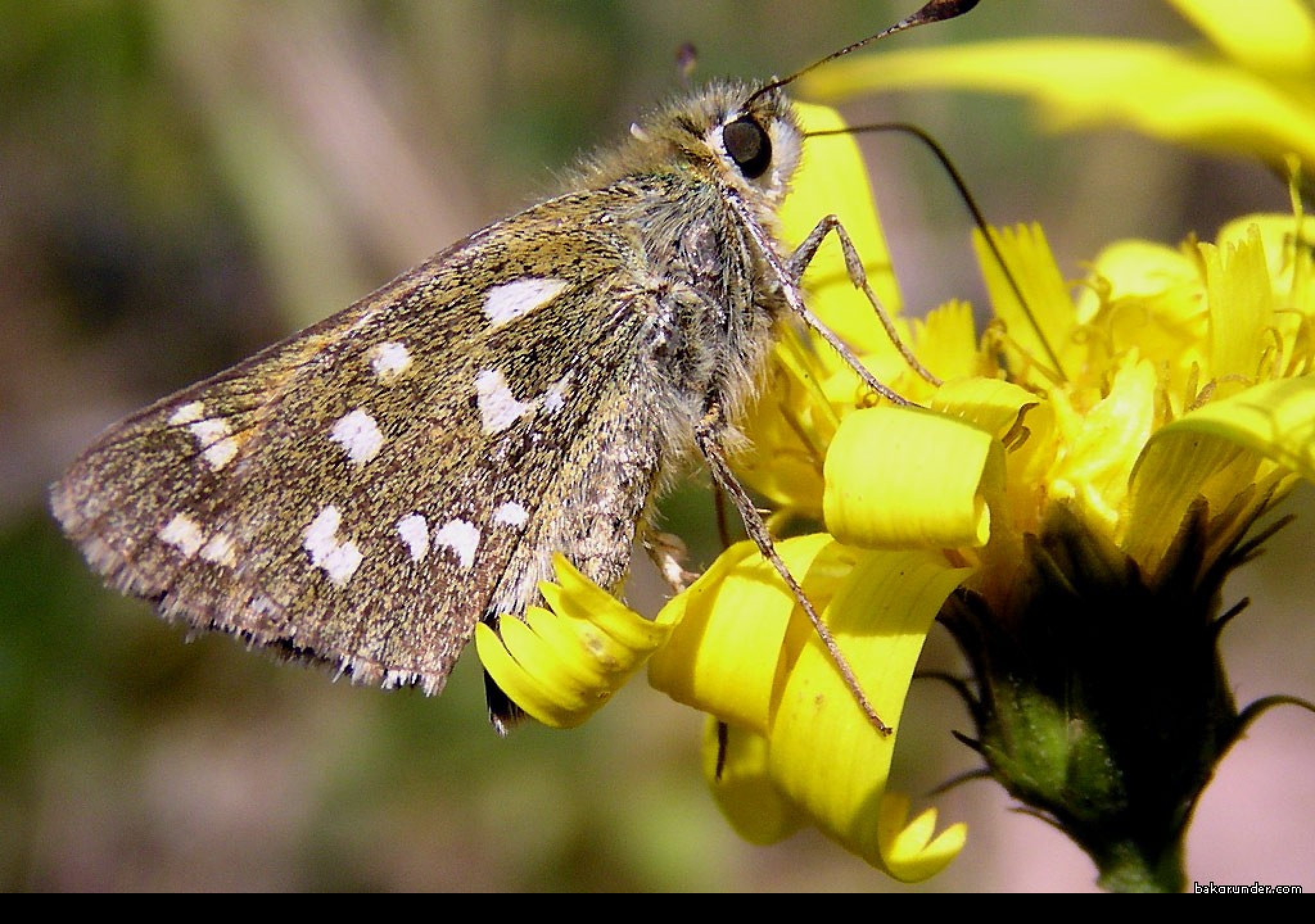 Tapeta hesperiacommaa