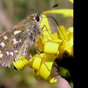 Tapeta hesperiacommaa