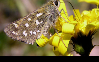 Tapeta hesperiacommaa