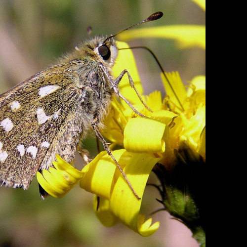 Tapeta hesperiacommaa