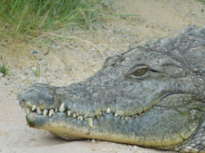 Tapeta: Hlava krokodla