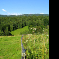 Tapeta hojsova_straz