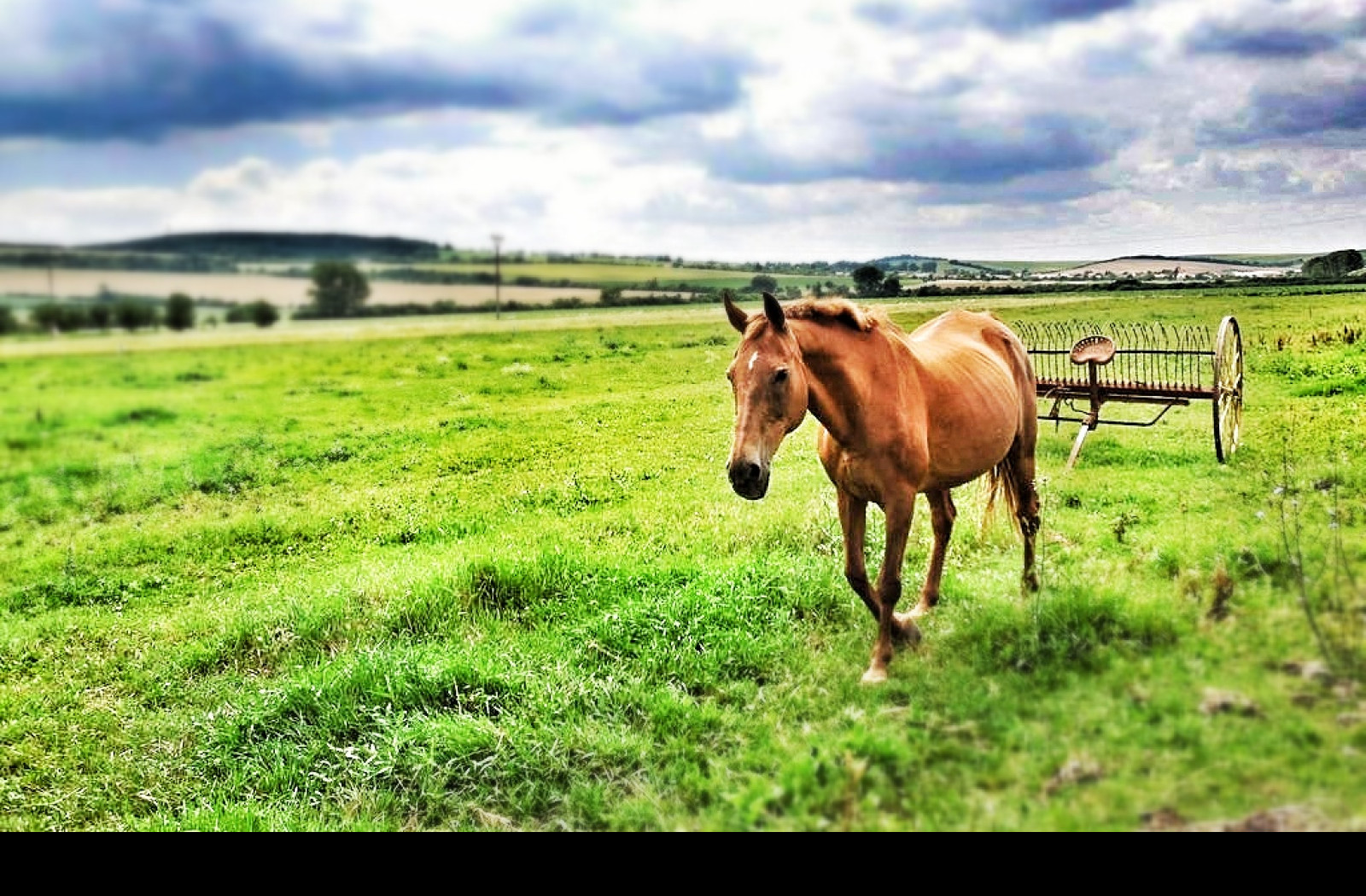 Tapeta horse01