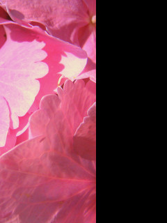 Tapeta hortenzie_detail