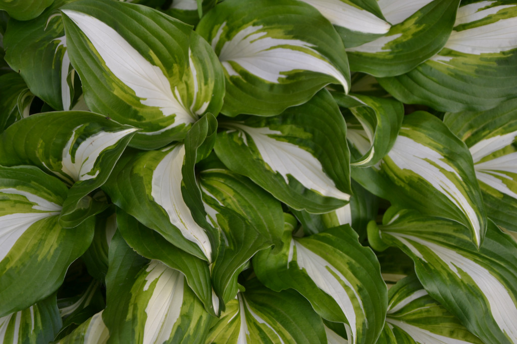 Tapeta hosta