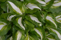 Tapeta Hosta