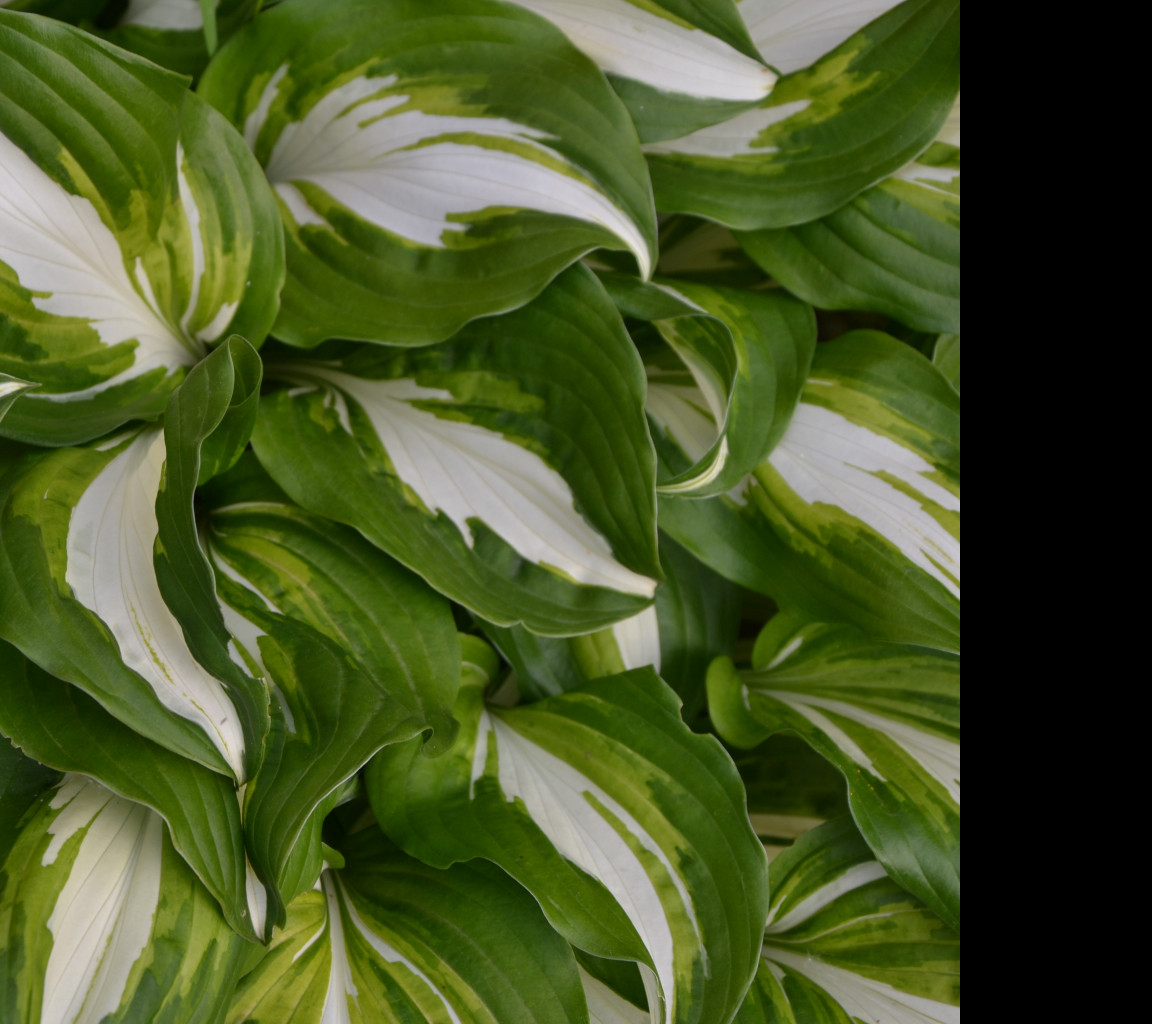 Tapeta hosta