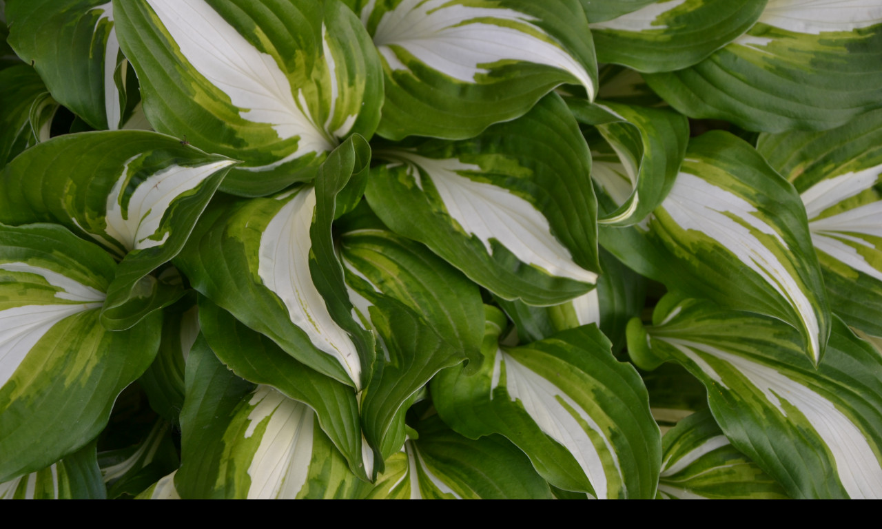 Tapeta hosta