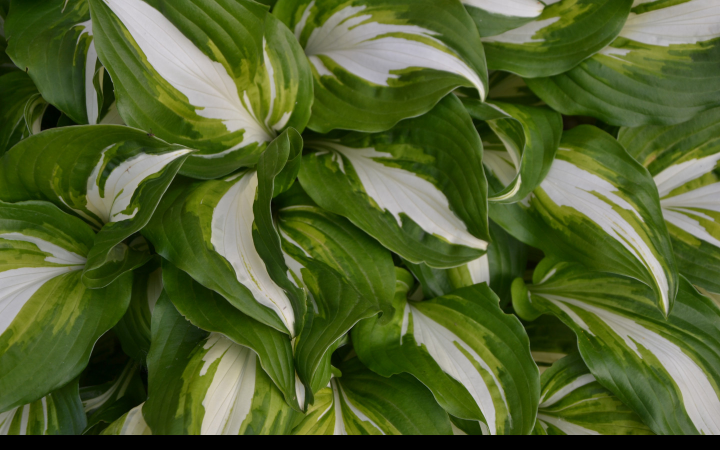 Tapeta hosta